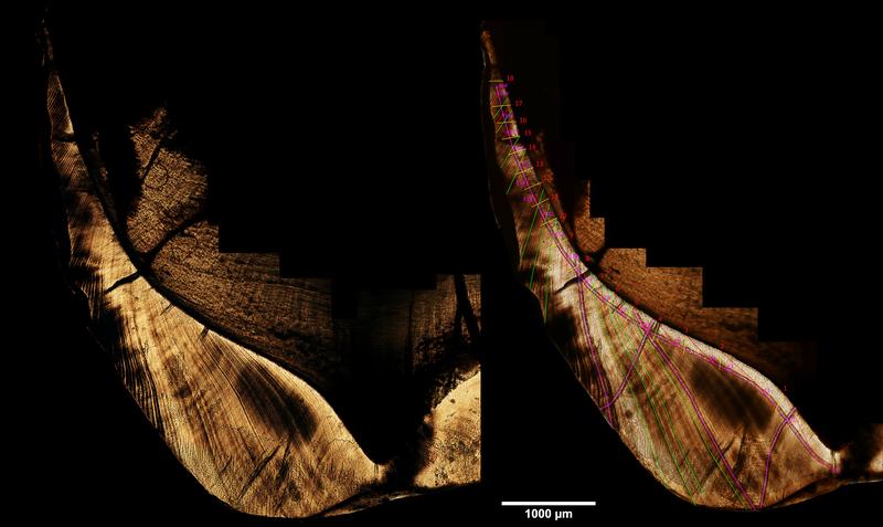 Micrograph of an orangutan tooth thin section, showcasing the internal enamel growth structure; in the right image, the different laser ablation paths are highlighted in pink, whereas selected Retzius lines are shown in green.