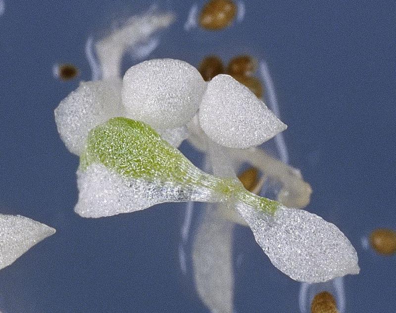 Eine Tabakpflanze auf Wachstumsmedium mit Antibiotikum. Grüne Bereiche enthalten von der Vaterpflanze weitergegebene Chloroplasten, die resistent gegen das Antibiotikum sind.