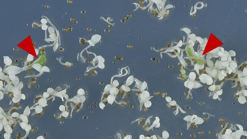 Tobacco seedlings on growth medium with an antibiotic. Plants with maternally inherited chloroplasts are pale. Two seedlings contain green chloroplasts (red arrows) that were passed on from the father plant and are resistant to the antibiotic. 