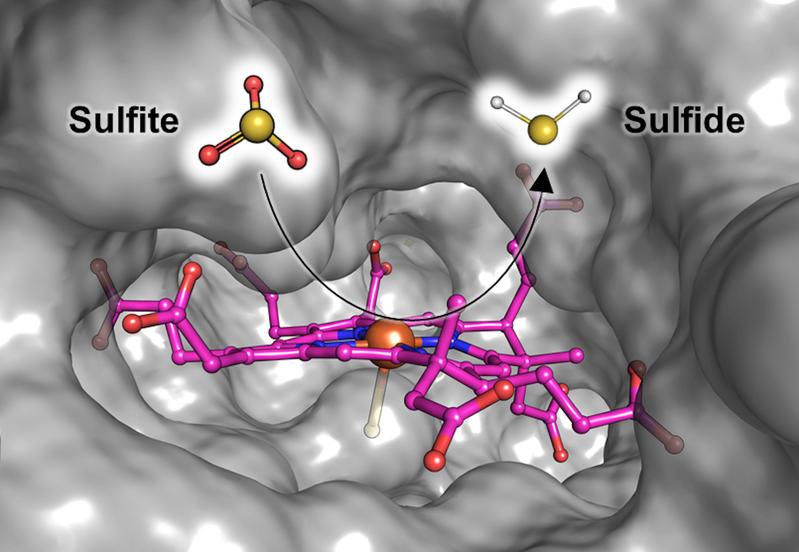 Illustration der katalytischen Struktur von Fsr, wo Sulfit zu Sulfid reduziert wird. Das Sirohäm (in rosa), das das Sulfit bindet und umwandelt, ist in einem Hohlraum des Proteins (graue Oberfläche) eingebettet, der für das Substrat zugänglich ist.