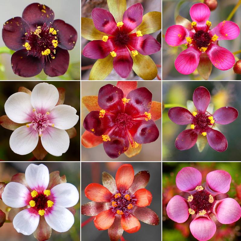 Alle Arten des Drosera microphylla Komplexes haben sehr auffällige Blüten. Bisher waren drei Arten aus dieser Gruppe bekannt, nun sind es neun.