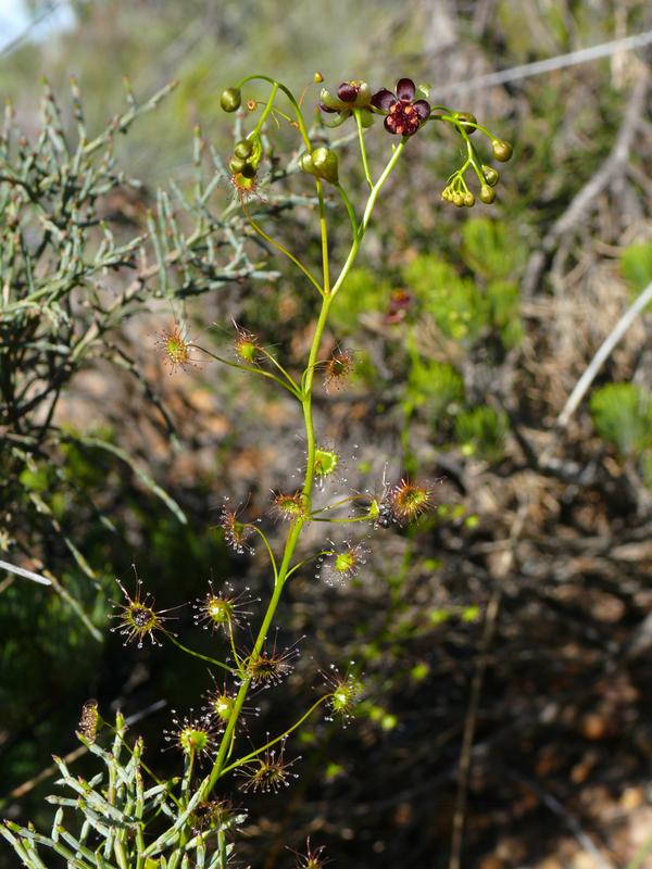 Die neue entdeckte Art Drosera atrata (Schwarzer Sonnentau) hat die dunkelste Blütenfarbe aller Sonnentau-Arten. Diese seltene Art kommt an ihren Wuchsorten meist nur in sehr wenigen Individuen vor und ist deshalb gefährdet.