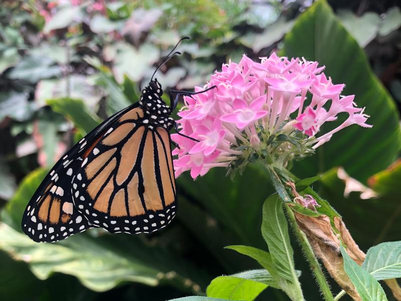 Monarchfalter (Danaus plexippus) an einer Seidenpflanze der Gattung Asclepias.