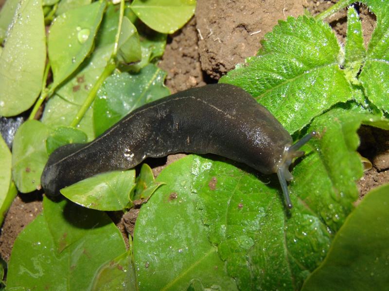 Laevicaulis alte, an invasive species from tropical Africa introduced into Egypt in 2018.