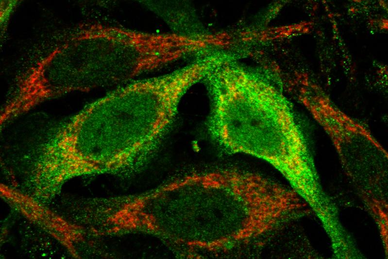 Das Enzym STARD7 (grün) hilft den Mitochondrien (rot), Coenzym Q zu transportieren, um die Zellen vor dem Zelltod zu schützen.