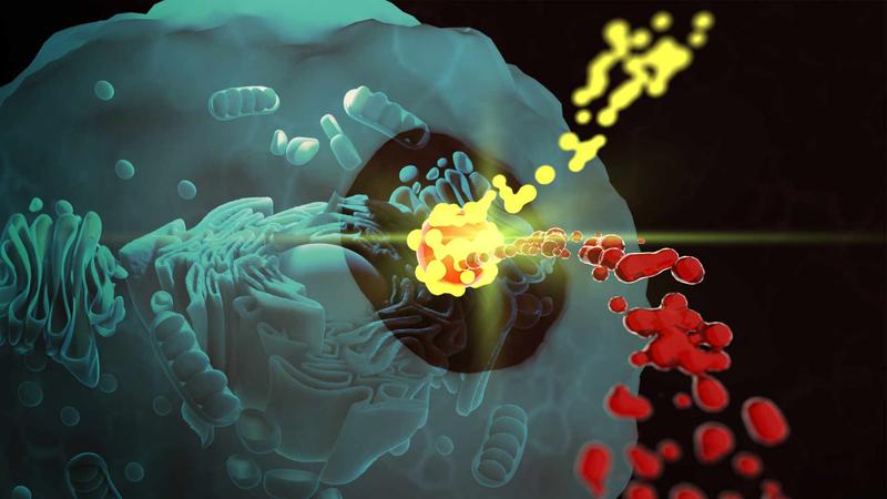 Bei ihrer Reise durchs Blut lagern sich Blutproteine auf der Oberfläche von Nanopartikeln an. Forscher*innen konnten nun zeigen, dass diese durch Prozesse in der Zelle wieder getrennt werden können.