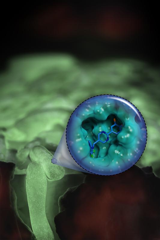 Behandlung von chronischen Infektionen durch Pseudomonas aeruginosa (grüne Stäbchen) mithilfe von Quorum Sensing-Inhibitoren (QSI, im blauen Kreis gezeigt).
