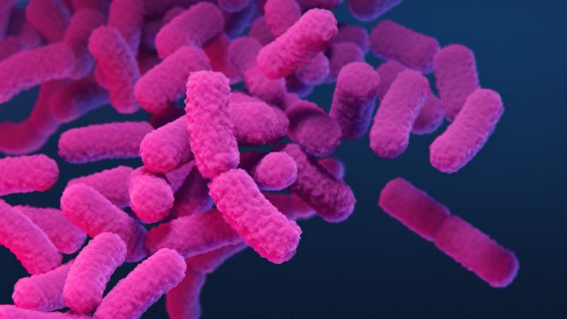 Medizinische Illustration von Enterobakterien