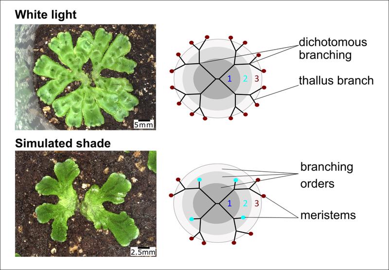 Marchantia polymorpha reduziert die Verzweigung im Schatten