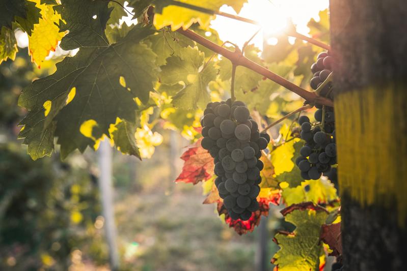 Fernstudium Management in der Weinwirtschaft