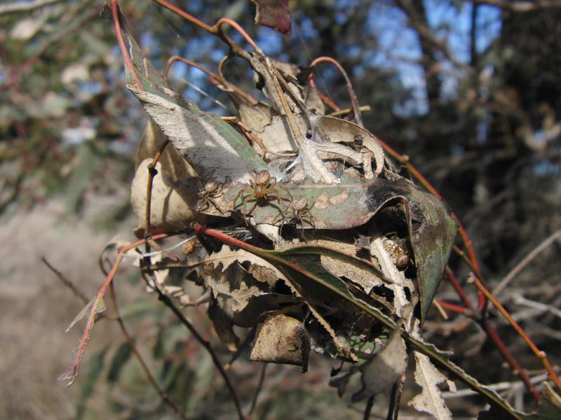 Krabbenspinnen der Australomisidia ergandros auf ihrem Nest aus Eukalyptusblättern.