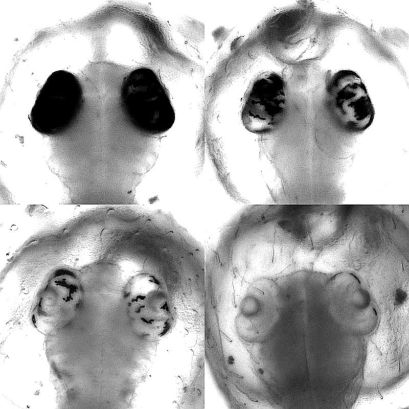 Nach oca2-Gen-Editierung spiegelt das Verhältnis von ursprünglich pigmentierten zu unpigmentierten Zellen im Auge von Embryonen des Japanischen Reiskärpflings Medaka die Effizienz der Cas9-Aktivität wider. Unten: stark gesteigerte Effizienz durch heiCas9.