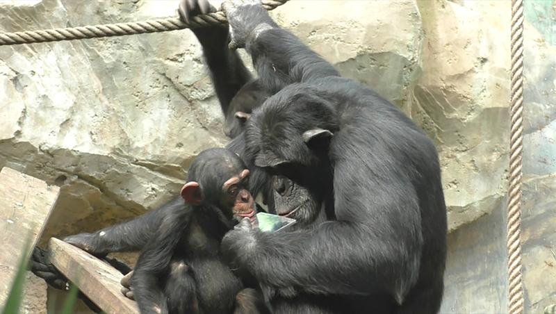 So wie dieser Schimpanse im Zoo Osnabrück nehmen derzeit mehr als 200 Menschenaffen aus vierzehn europäischen Zoos an einer vergleichenden Studie zum Selbsterkennen im Spiegel teil.