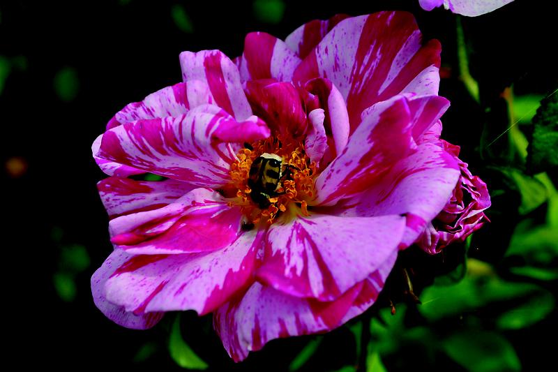 Vorschlag Bildunterschrift: Essig-Rose (Rosa gallica 'Versicolor') 