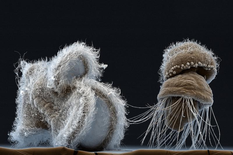 Links eine sogenannte Pillidium Larve eines marinen Schnurwurmes (Lineus longissimus), rechts eine Larve eines marinen Brachiopoden (Armfüßer, Terebratalia transversa). Beide Larven schwimmen im Meer umher, bevor sich das erwachsene Tier aus ihnen bildet.