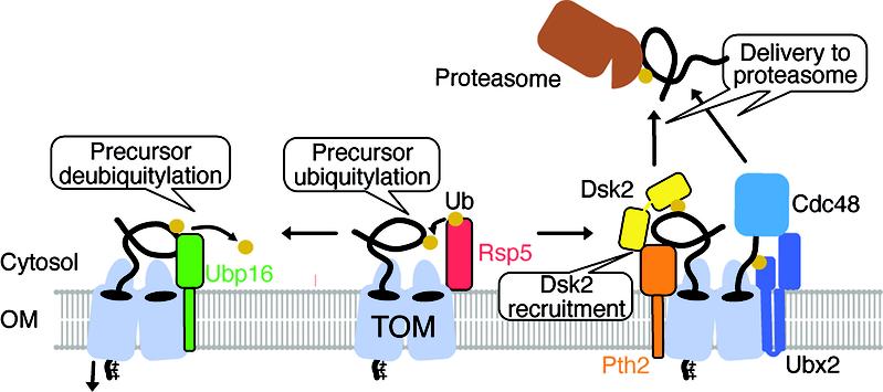 Das Modell der Qualitätskontrolle für das Entfernen von steckengebliebenen Proteinen aus der mitochondrialen Eingangsschleuse