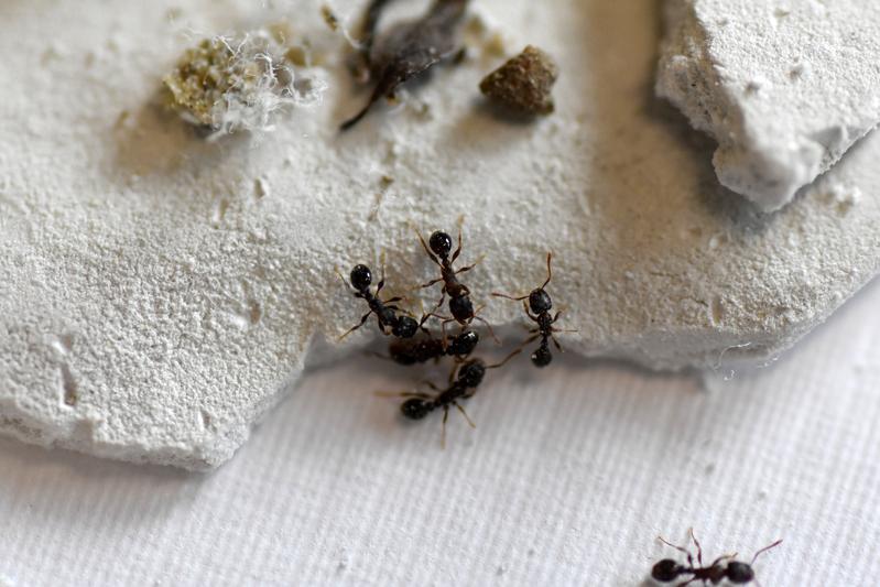 Die Ameisen-Art Tetramorium alpestre lebt in hochalpinen Gebieten. 
