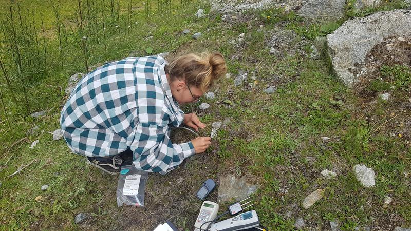 Die Ökolog*innen sammelten europaweit Fragmente aus acht Populationen mit einer Art Saugvorrichtung für weitere Analysen im Labor. Im Bild im Tiroler Kühtai.