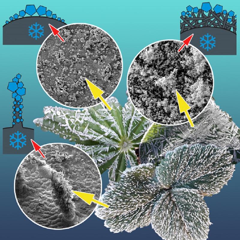 Die Collage zeigt verschiedene Arten von Pflanzenblättern und ihre Schutzmechanismen vor Eis (im Uhrzeigersinn, beginnend unten links): Härchen, eine glatte Oberfläche und eine Wachsschicht.