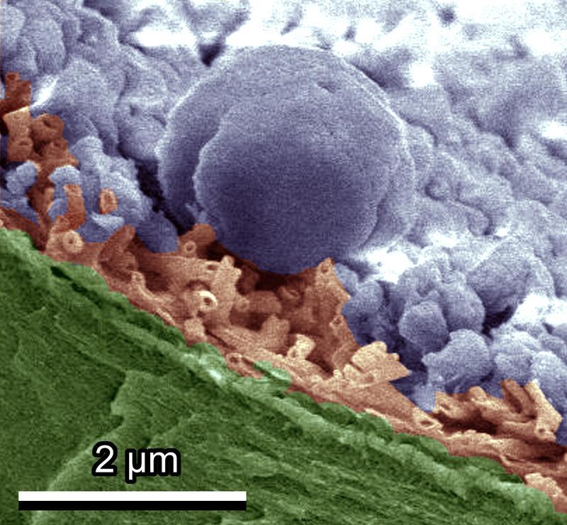 Das eingefärbte Bild aus dem Kryo-Rasterelektronenmikroskop zeigt Eiskristalle (lila), die sich auf einem Tulpenblatt gebildet haben. Die wachsartige Schicht (braun) auf der Oberfläche schützt das darunterliegende Blatt (grün).