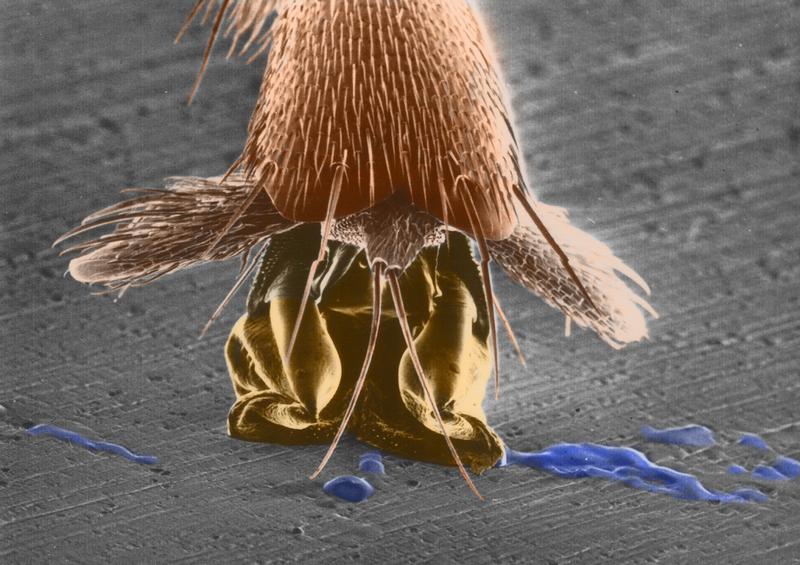 Das Bild zeigt eine Mikroskopaufnahme eines Ameisenfußes mit Haftflüssigkeit in einem Environmental-Elektronenmikroskop. Das Herzstück des neuen Gerätezentrums der HSB wird so ein hochmodernes Mikroskop sein.