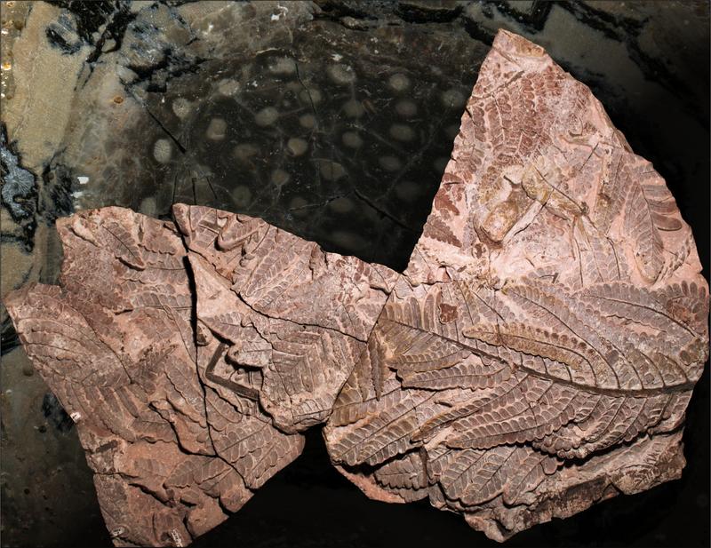 Fossil des Jahres 2023: Pflanzenfossil Medullosa stellata mit Alethopteris schneideri aus dem frühen Perm