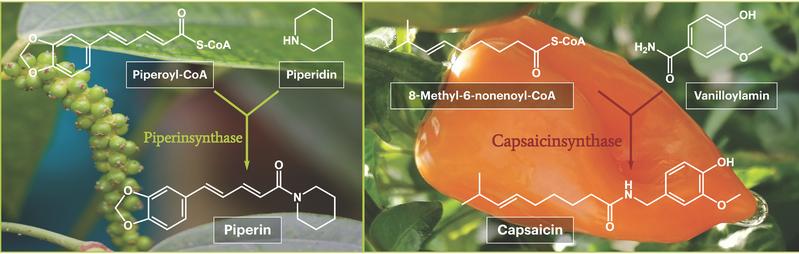 Der finale Biosyntheseschritt des scharfschmeckenden Piperins aus der Pfefferpflanze (links) und der Cap­saicinproduktion in scharfen Chilifrüchten (rechts).
