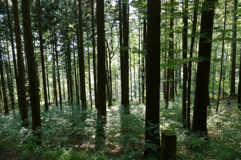 Douglasien sind für die Forstwirtschaft attraktiv wegen ihres schnellen Wachstums, ihrer guten Holzeigenschaften und – im Hinblick auf den Klimawandel - ihrer Trockenheitsresistenz.