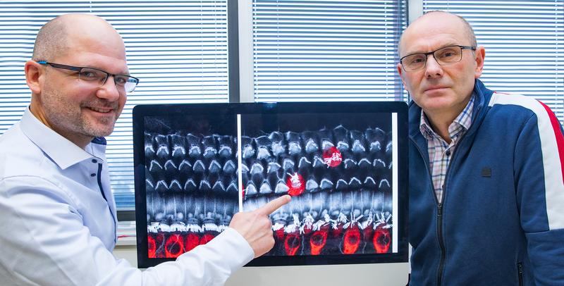 Haben einen wichtigen Schalter für die Hörentwicklung gefunden: Dr. Mark-Oliver Trowe (links) und Professor Dr. Andreas Kispert mit der Aufnahme von inneren (rot) und äußeren (grau) Haarsinneszellen aus dem Innenohr der Maus.