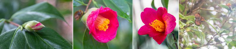 Die Japanische Kamelie (Camellia japonica) blüht im Januar. Rechts sind Fruchtstände aus dem Vorjahr zu sehen.