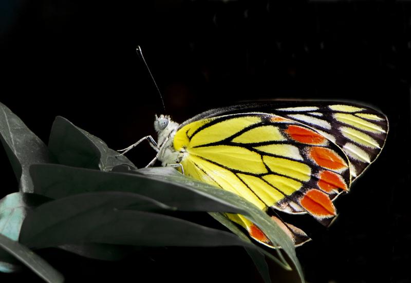 Delias eucharis, ein mittelgroßer Schmetterling, der in vielen Gebieten Süd- und Südostasiens vorkommt, ist ein Beispiel für eine Insektenart, deren Verbreitungsgebiet von Schutzgebieten nur unzureichend abgedeckt ist.