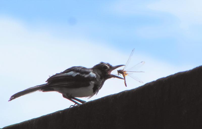 2.	Insekten sind ein wichtiger Bestandteil der Nahrungskette. Mindestens 60 Prozent aller Vogelarten nutzen Insekten als Nahrung 