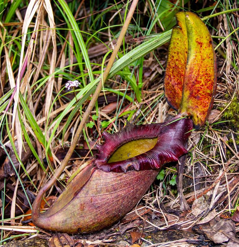 Kannenpflanze der Gattung Nepenthes auf der Insel Borneo. 