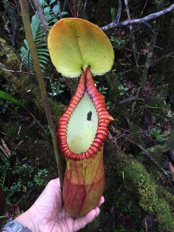 Change of diet: the trap intended for insects was converted into a toilet bowl.