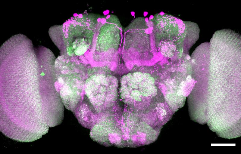 Aufnahme eines Fliegengehirns. Einzelne Nervenzellen werden über gezielte Ansteuerung markiert (magenta), Nervenzellverbindungen sind in Grün dargestellt.