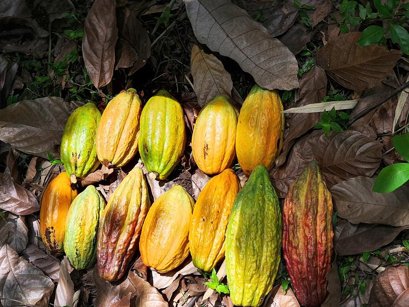 Einheimische Kakaofrüchte in Peru