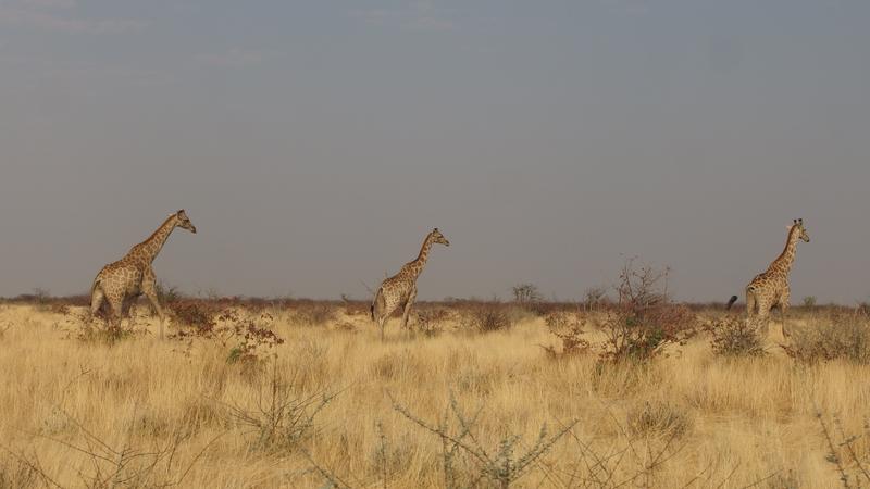 Auch Giraffen sorgen für mehr Biodiversität in Savannen