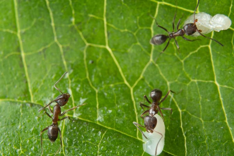 Argentine ant workers with brood. Unlike humans, ants react immediately to pathogen contamination and not only to the later-developing symptoms of a disease. Nestmates efficiently groom off infectious particles from colony members.  