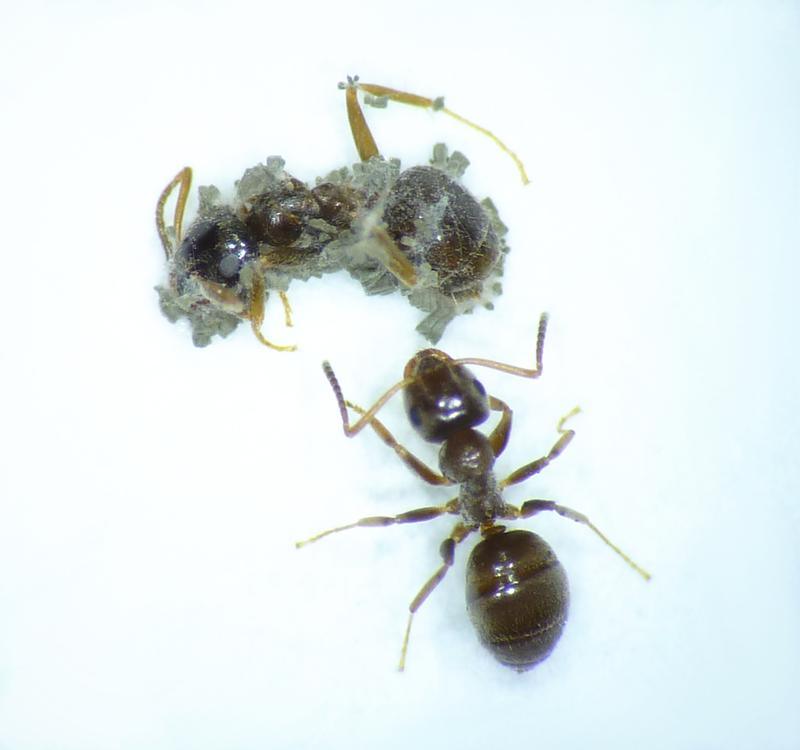 Fungal outgrowth in ants. The insects get sick when enough fungal spores infect them internally. Metarhizium is dependent on killing its host, so it can then grow out new spores that spread from the carcass. 