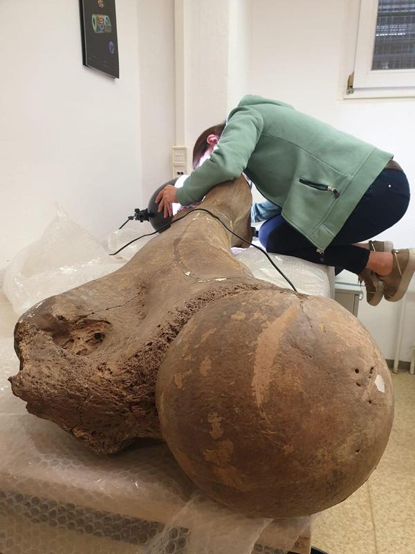 Professor Sabine Gaudzinski-Windheuser examining the femur of a large adult male European straight-tusked elephant (Palaeoloxodon antiquus) in the State Office for Heritage Management and Archaeology in Halle.