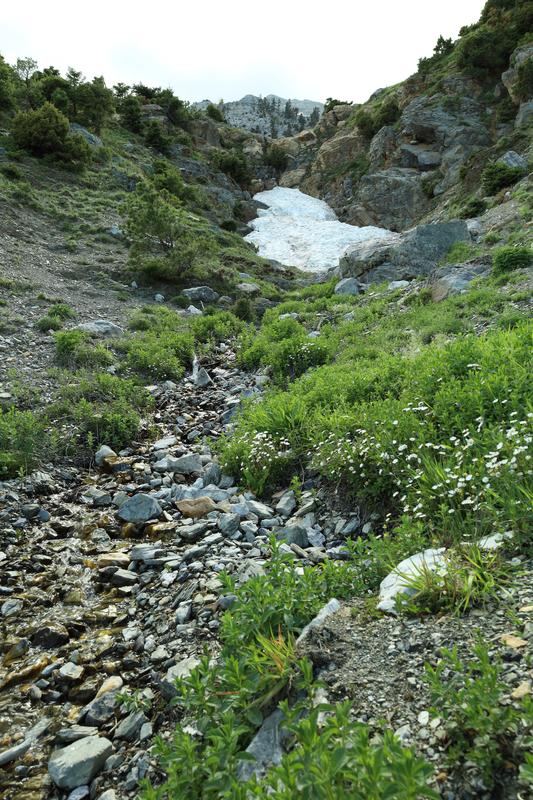 Bergregionen wie das südgriechische Taygetos-Gebirge, bieten das größte Vorkommen von Heilpflanzen – und sind gleichzeitig am stärksten durch die Klima- und Biodiversitätskrise bedroht. 