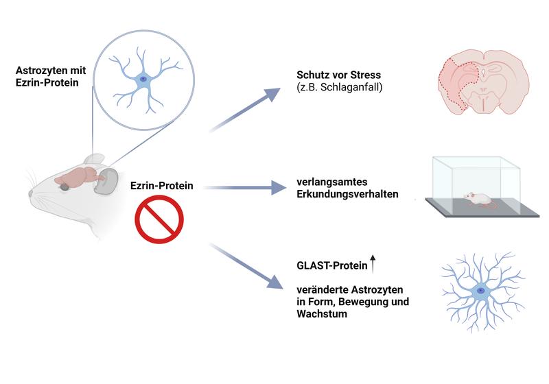 Mäuse entwickeln sich trotz fehlendem Ezrin-Protein in den Astrozyten völlig normal, zeigen aber ein verlangsamtes Erkundungsverhalten. Durch die Zunahme des GLAST-Proteins und Veränderungen in den Astrozyten sind die Mäuse besser vor Stress geschützt.