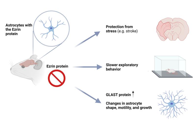 Mice develop normally despite the deficiency of Ezrin in astrocytes, but show slower exploratory behavior. The increase in GLAST protein and changes in the astrocytes protect the mice against stress.