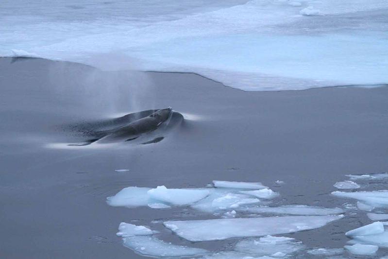 Der Blas eines Antarktischen Zwergwals