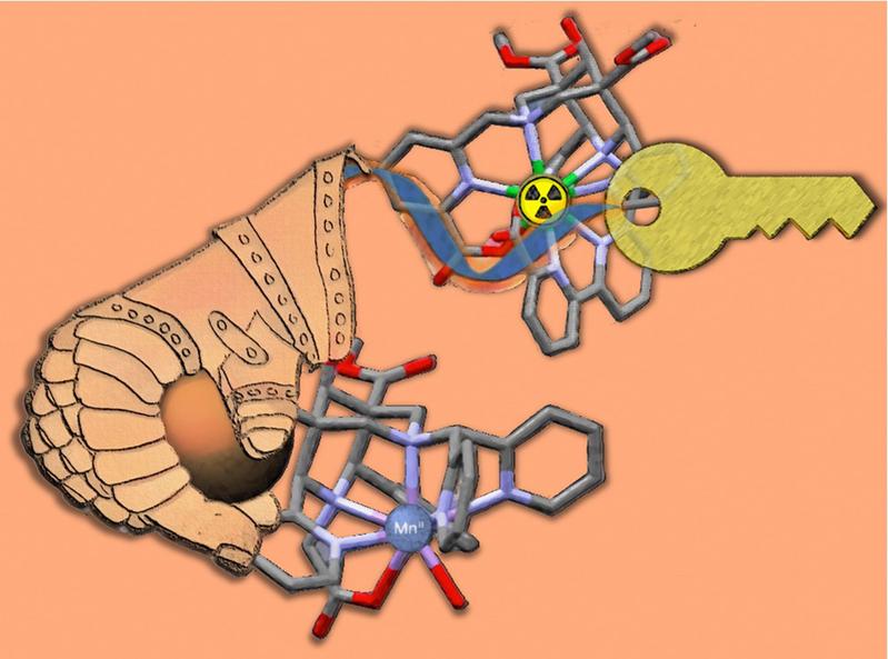 Tailor-made metal complexes could be suitable for use in a special way in medical imaging as well as potential applications in personalised precision medicine. 