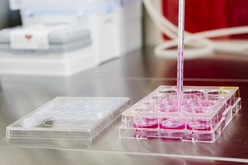 Pipettieren einer Zellkulturlösung in eine Zellkulturplatte