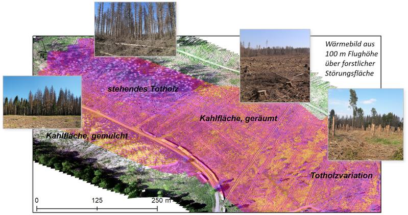 Wärmebild aus 100 Metern Flughöhe über forstlicher Störungsfläche