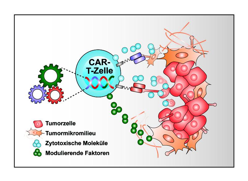 SmartCAR-T-Zellen sind gentechnisch veränderte Immunzellen von Krebskranken, die besser gegen die negativen Einflüsse des Tumormikromilieus gewappnet sind, sodass sie bösartige Zellen erkennen, erreichen und zerstören.