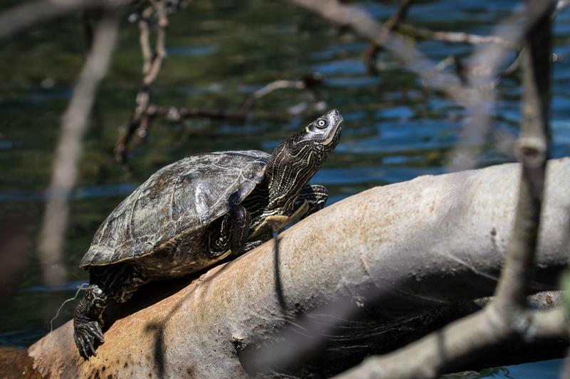 In Baden-Württemberg sind drei nordamerikanische Schildkrötenarten – darunter die Falsche Landkarten- Höckerschildkröte, Graptemys pseudogeographica – nun heimisch geworden. 