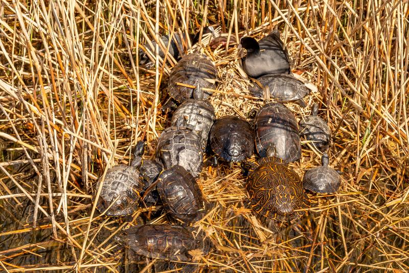 Der Einfluss der invasiven Schildkrötenarten auf heimische Ökosysteme muss dringend weiter erforscht werden, fordern die Autor*innen der Studie. Hier sonnen sich verschiedene nicht-heimische Schildrötenarten auf dem Nest zweier Blässhühner.